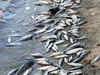 Panchganga fish killing: Pollution board issues notice to sugar factory
