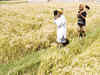 Unseasonal rains destroy crops, fields remain waterlogged in Mathura