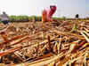 Sugarcane Breeding Institute develops new device for healthy sugarcane nursery