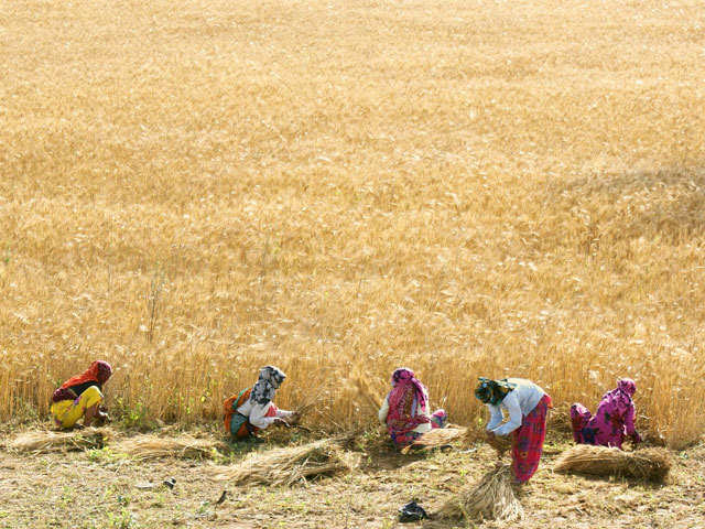 Farmer women examine wheat crop