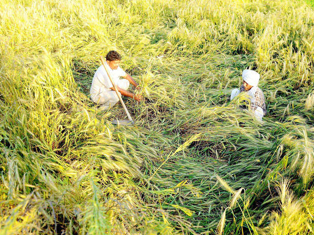Farmers examine damaged crops