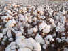 Texprocil demands release of 50,000 cotton bales per day by CCI