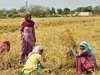 Haryana's Rewari: Distressed farmers hope for a future beyond agriculture for the next generation