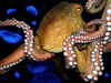 New Zealand Octopus takes pictures of its visitors