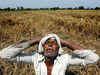 Vidarbha crisis: Rains destroy 50,000 hectares of crops