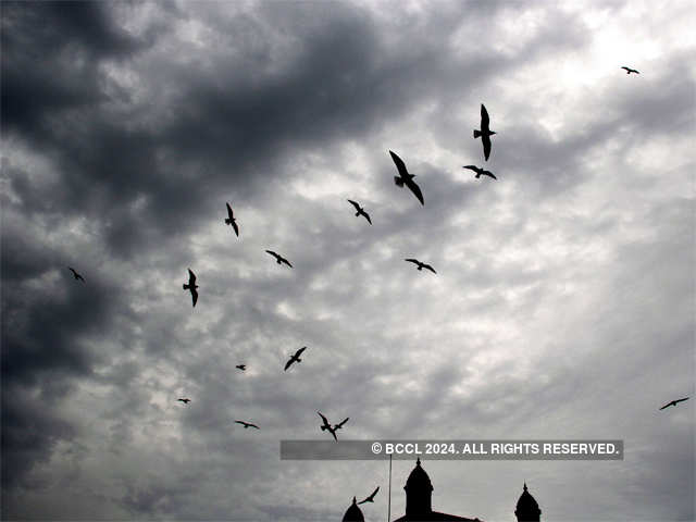 Seagulls take flight at Colaba, Mumbai