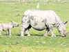 RTIs punch holes in Prakash Javadekar's claims on growing rhino count