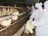 Telangana government confirms first bird flu outbreak in Thorrur