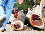 Tree-felling is rampant across NCR as infra projects get priority