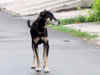 Stray dog menace: Chandigarh to seek help from Centre