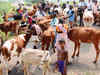 Dairy farmers want 'Aadhar' like ID tags for milch animals