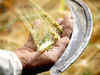 Massive wheat crop loss in Haryana due to unseasonal rain