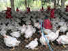 Chicken sales crash 80% in Hyderabad due to bird flu