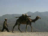 Local resident walks his camel in Buner district