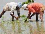 Sikh farmers planting paddy, waiting eagerly for monsoon