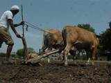 Difficult to plough fields due to delayed monsoon