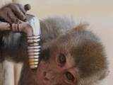  Monkey quenches his thirst from a wayside tap