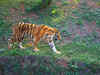Madhya Pradesh tigress sets record of giving birth to 22 cubs