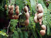 Tamarind: The taste of summer for most Indians