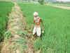 Delhi fields shrink amid realty boom, water crisis