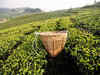 31 cases filed against tea garden owners for irregularities