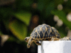 21 rare tortoises seized along Indo-Bangla border