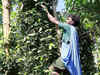 Government fixes support prices of 10 minor forest produce