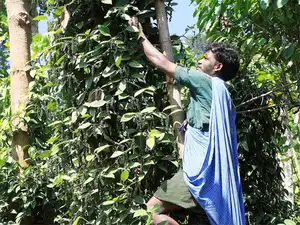 Government fixes support prices of 10 minor forest produce The