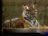 Weekend mantra: Kanha Tiger Reserve