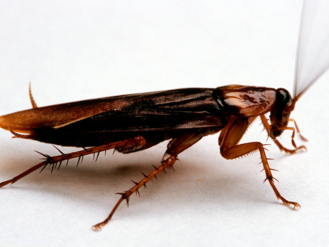 Cockroach From Dinosaur Era Was Fearsome Night Time Hunter The Economic Times