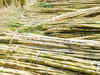 Sugar ends lower on ample stocks, low demand