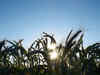 Wheat procurement picking up in Haryana