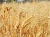Haryana releases 96% wheat payment to farmers: Minister Ram Bilas Sharma