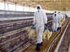 Telengana banks step up collateral demand from bird-flu hit poultry industry