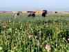 Arunachal Pradesh tops in poppy cultivation; raises security concerns
