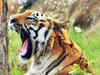 West Bengal government contests method adopted for counting tigers