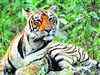 Ranthambore Tiger T-24 to be given a fair trial