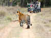8% of Kanha tiger reserve core zone developed as grasslands