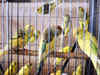 Birds have fundamental rights, can't be kept in cages: Delhi High Court