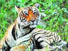 Ranthambore tiger moved to Udaipur park