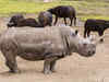 UN body warns against rhino poaching