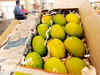 British PM David Cameron gets fresh batch of Alfonso mangoes