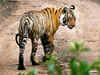 Ranthambore lost its most famous tiger because of hoteliers' lobby