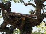 Oak tree where Jackson would write his songs