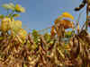 Soybean, chana prices go up; Maharashtra, MP, Rajasthan farmers relieved
