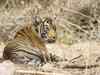Pench villagers build waterhole for wildlife