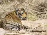 Pench villagers build waterhole for wildlife