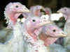 Heat waves in South claim 70 lakh birds, poultry industry suffers Rs 100 crore loss
