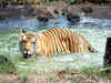 48 tigers in non-protected Chandrapur forest areas: Survey