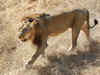 Hunting lions was allowed in Gujarat till 1964